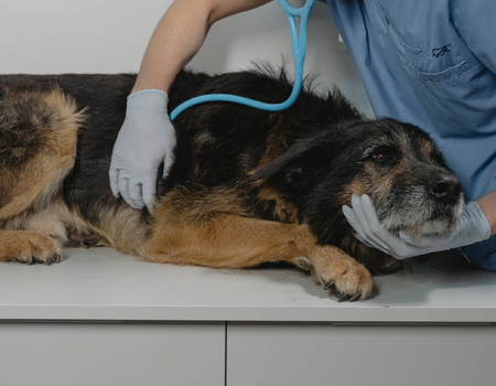 Veterinarian checking the heart rate of a dog in a clinic